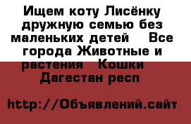 Ищем коту Лисёнку дружную семью без маленьких детей  - Все города Животные и растения » Кошки   . Дагестан респ.